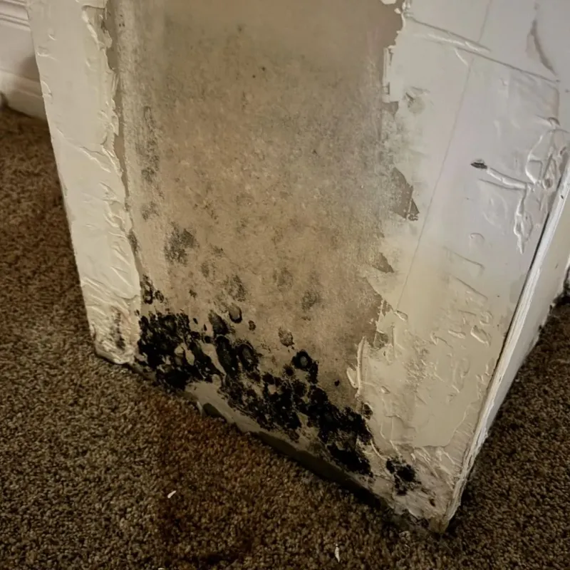 Professional Mold Removal in Easton, ME